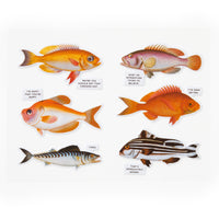 Judgy Fish 1000 Piece Puzzle - Brass Monkey - 9780735377202