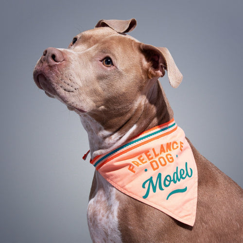 A light brown and white dog wears the Brass Monkey Freelance Dog Model Dog Bandana in cotton, featuring “Freelance Dog Model” in teal and orange letters—a fun gift for dog owners—posing against a gray background.