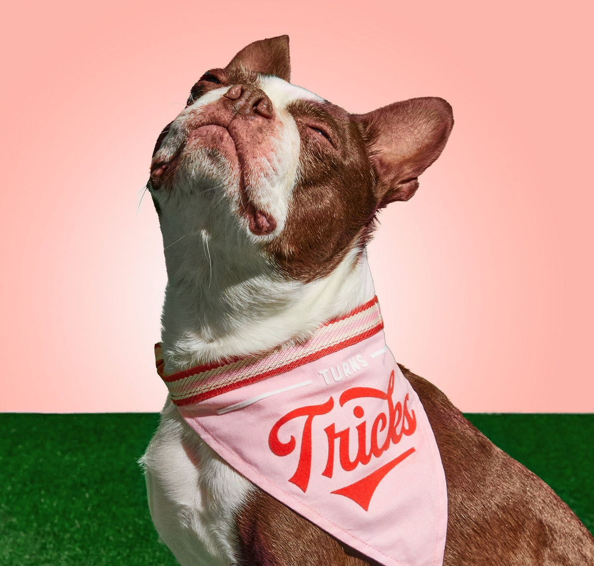 Turns Tricks Dog Bandana – Brass Monkey